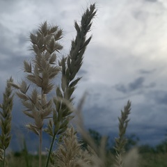Schmidtia pappophoroides