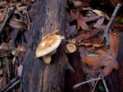 Polyporus mcmurphyi