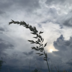 Schmidtia pappophoroides