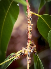 Eurymeloides punctata