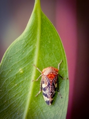 Eurymeloides punctata