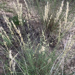 Schmidtia pappophoroides