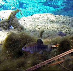 Cyprinodon nevadensis mionectes