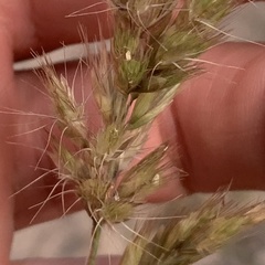 Schmidtia pappophoroides