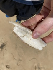 Sepia opipara
