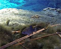 Cyprinodon nevadensis mionectes