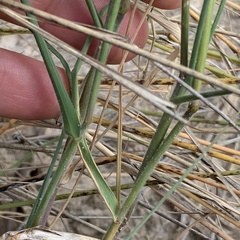 Schmidtia pappophoroides