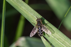 Anasimyia interpuncta