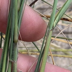 Schmidtia pappophoroides