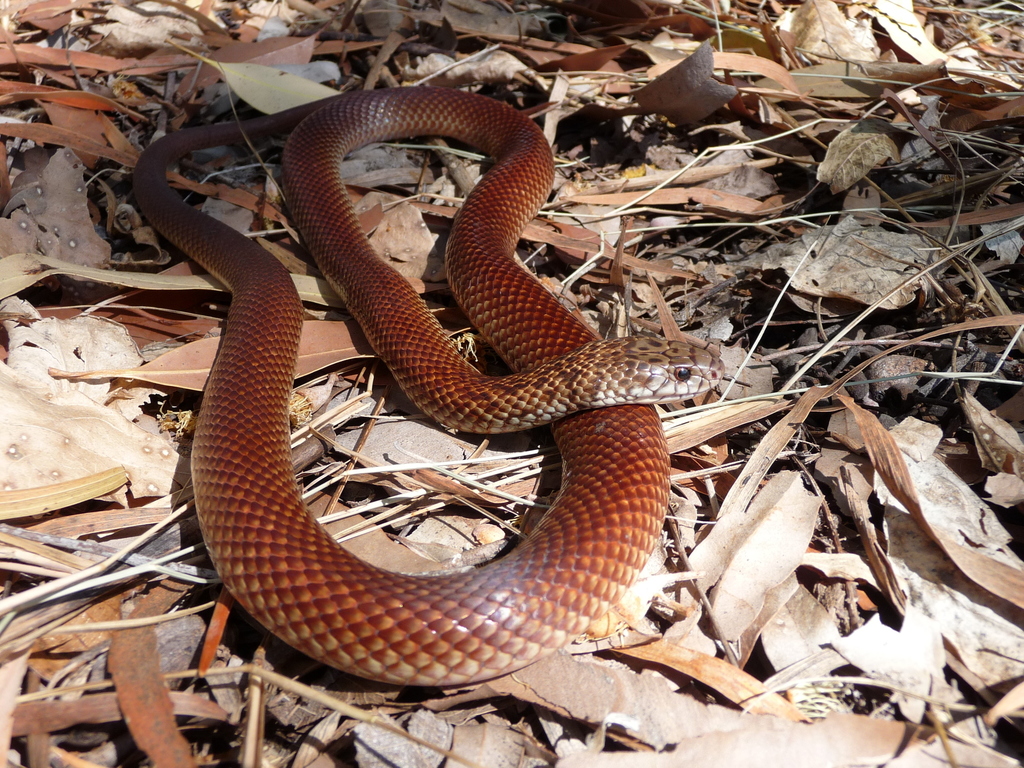 Pygmy Mulga Snake