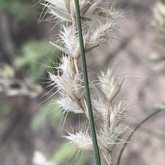 Schmidtia pappophoroides