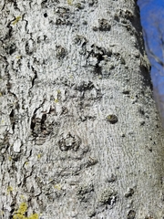 Cryptococcus fagisuga