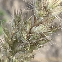 Schmidtia pappophoroides