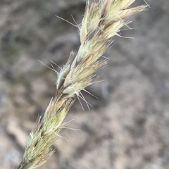 Schmidtia pappophoroides