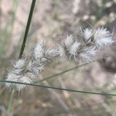 Schmidtia pappophoroides