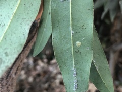 Euthoracaphis umbellulariae