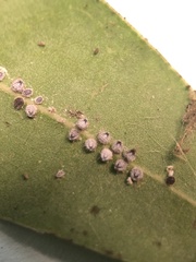 Euthoracaphis umbellulariae