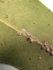 Euthoracaphis umbellulariae