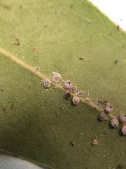 Euthoracaphis umbellulariae