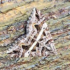 Haplolabida inaequata