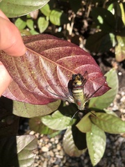 Cephonodes australis