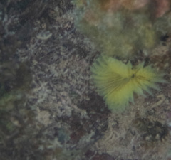 Notaulax occidentalis