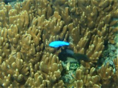 Pomacentrus coelestis