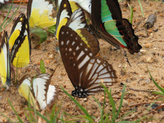 Graphium ramaceus