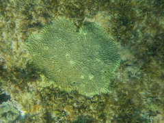 Pseudodiploria