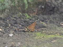 Pithauria marsena