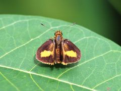 Oriens paragola