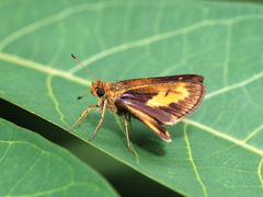 Oriens paragola