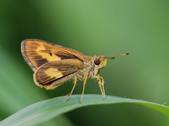 Oriens paragola
