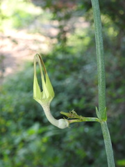 Ceropegia juncea