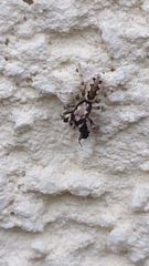 Salticus zebraneus