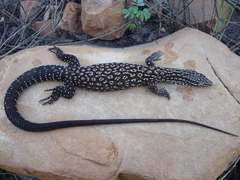 Varanus acanthurus