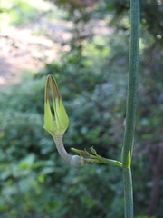 Ceropegia juncea