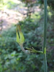 Ceropegia juncea