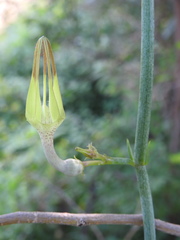 Ceropegia juncea