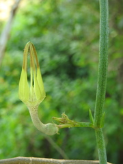 Ceropegia juncea