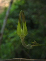 Ceropegia juncea