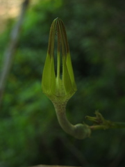 Ceropegia juncea
