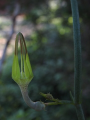 Ceropegia juncea