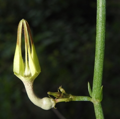 Ceropegia juncea