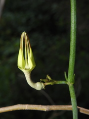 Ceropegia juncea