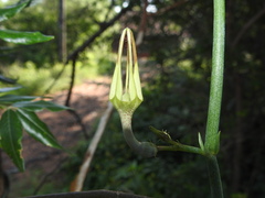 Ceropegia juncea