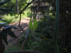 Ceropegia juncea