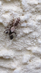Salticus zebraneus