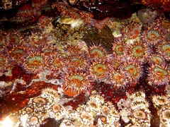 Bunodosoma californica