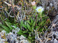 Pappochroma pappocromum